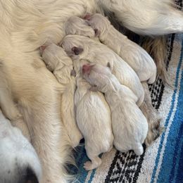 Bumblebee - Light golden male Golden Retriever puppy in Colorado Springs, Colorado from Sharp Guardians and Goldens