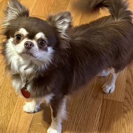 Chihuahua puppies from Layna's Pomeranians & Chihuahuas
