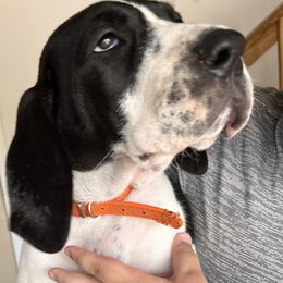 Great Dane Puppies from Blackmon Family Danes