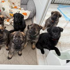 German Shepherd Puppies from Vom Stille Teufelshunde Kennels