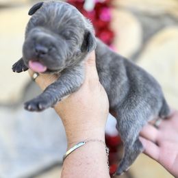 Uh-Huh-light blue - Brindle male Companion Cross puppy in Calimesa, California from BoujeePoodlesofsocal