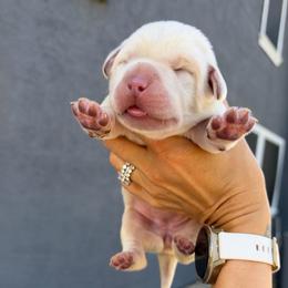 Orange - Champagne female Dilute Retriever puppy in Orangevale, California from NorCal Silver & Coal Labradors