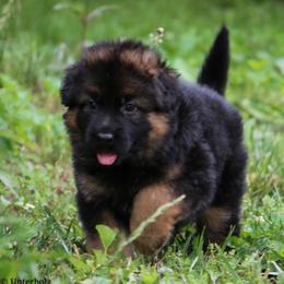 German Shepherd Puppies from Drache Feld