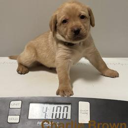 Charlie Brown - Yellow male Labrador Retriever puppy in Tigard, Oregon from Morrison Labrador Retreivers