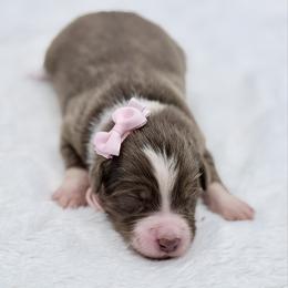 Pink collar - Red tri-color female Aussiedoodle puppy in 32046, Florida from River Hill Ranch