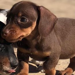 Dachshunds from Rustic Star Mini Dachshunds