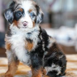 Victoria (socialization program student) - Merle female Bernedoodle puppy in Dundee, Ohio from Down Home Doodle