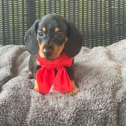 Boy 2 - Black and tan male Dachshund puppy in Choccolocco, Alabama from Ace’s Doxies