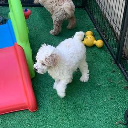 Luna - Parti female Goldendoodle puppy in Haddam, Kansas from Golden B Acres