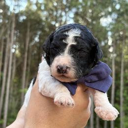 John Darling - Parti male Goldendoodle puppy in Pittsburg, Texas from Peachy Pine Goldendoodles