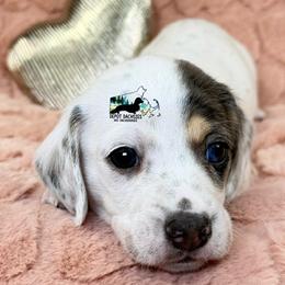 Spot AKC - Black and cream male Dachshund puppy in South Easton, Massachusetts from Depot Dachsies