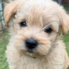 Moose-Boy 1 - Red male Assorted Doodle Crosses puppy in River Falls, Wisconsin from Dottie's Doodles
