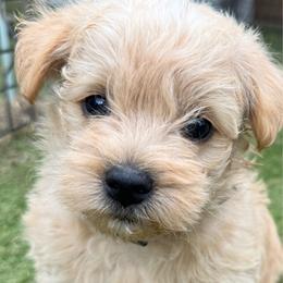 Moose-Boy 1 - Red male Assorted Doodle Crosses puppy in River Falls, Wisconsin from Dottie's Doodles