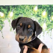 Elderberry - Black and rust male Beauceron puppy in Seattle, Washington from SilverStruck Kennels