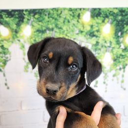 Elderberry - Black and rust male Beauceron puppy in Seattle, Washington from SilverStruck Kennels
