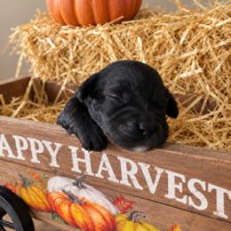 Frannie - Black female Cavapoo puppy in St. Louis, Missouri from Sweet Snuggles Cavapoos