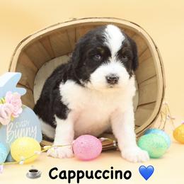 Cappuccino - Tri-color male Bernedoodle puppy in Scottsville, Kentucky from Barren River Bernedoodles and Poodles