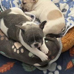 French Bulldog Puppies from Pardon My French Exquisite French Bulldogs