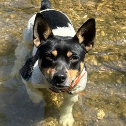 Jig - Rat Terrier
