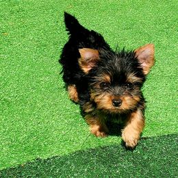 Yorkshire Terrier Puppies from Pixieland Yorkshire Terriers
