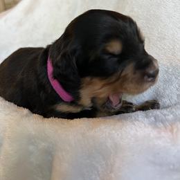 Bernedoodle Puppies from Birdies Mini Bernedoodles