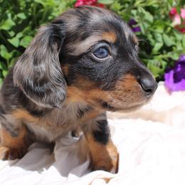Channel Dapple girl number 1 - Dapple female Dachshund puppy in Stockton, California from Wiggles & Wags Dachshund's