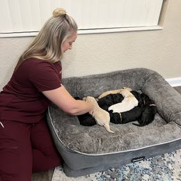 Cavapoo, Cockapoo, Goldendoodle, and Poodle Puppies from Clad Doodles