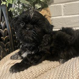 Girl 1 - Black female Shih Tzu puppy in Lexington, North Carolina from SCS Shih Tzus