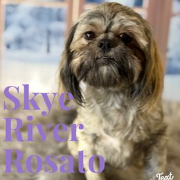 Shih Tzu All Grown Up from Purely Shih Tzu