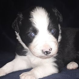 Australian Shepherds from Rootin Tootin Farm