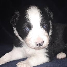 Australian Shepherds from Rootin Tootin Farm