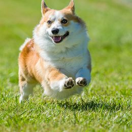 Pembroke Welsh Corgi Puppies from Rain City Corgis