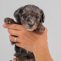 Maisie - Merle female Labradoodle puppy in Travelers Rest, South Carolina from Doodles of Love Labradoodles