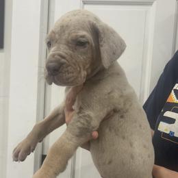 Tom Buchanan - Merle male Great Dane puppy in Florida from Beachside Kennels