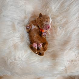 Orange - Red  male Goldendoodle puppy in Platteville, Wisconsin from Beck Kennel