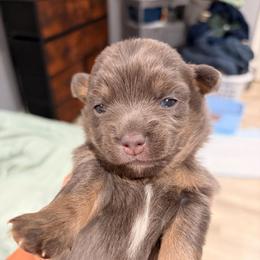 Chase - Black sabled silver male Chihuahua puppy in Holbrook, New York from Alyce’s Angels