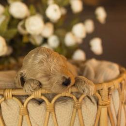 Beau - Cream male Goldendoodle puppy in Georgia from Mother of Golden Doodles