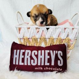 Toffee - Red female Pembroke Welsh Corgi puppy in Sheldon, Missouri from Clearsky Corgis
