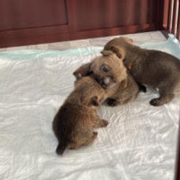 Norfolk Terrier and Norwich Terrier Puppies from Infinity Kennels