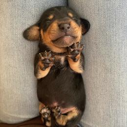 Boy 2 - Black and tan male Dachshund puppy in Liberty, North Carolina from Beyond the Tail