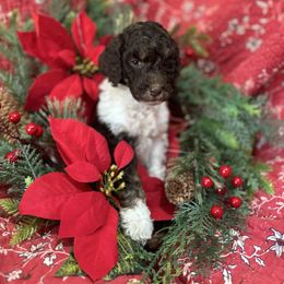 Marin - Chocolate male Labradoodle puppy in Somerset, California from Annie’s Animals