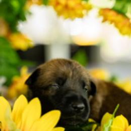 Photo of the whole litter (5 males 7 females) Please contact me at 407-922-4775 - Mahogany male Belgian Malinois puppy in St. Cloud, Florida from Blue Shield Malinois