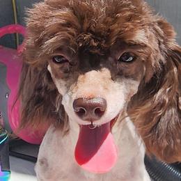 Pomeranians and Poodles from Tanner's Majestix Kennels