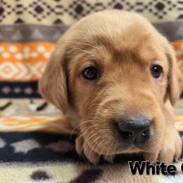 Girl 1 - Yellow female Labrador Retriever puppy in Potosi, Wisconsin from Point and Flush Gun Dogs