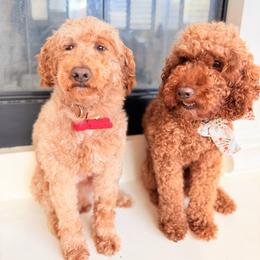 Zara (on right) - Labradoodle