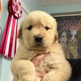 Skittle - Golden female Golden Retriever puppy in Saint Pauls, North Carolina from Copperfield’s Goldens
