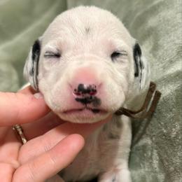 Glacier - White and black male Dalmatian puppy in Travelers Rest, South Carolina from Cotton Top