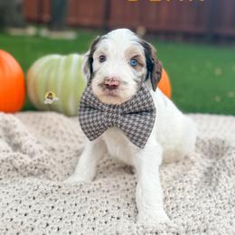 Dean - Parti male Goldendoodle puppy in Dallas County, Texas from Dream A Little Doodle