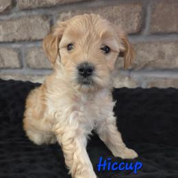 Hiccup - Apricot male Goldendoodle puppy in Layton, Utah from Gracious Doodle Dogs