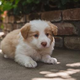 Tarzan - White and gold male Border Collie puppy in Fresno, California from Alpine Tails